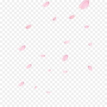 Cherry blossom Flower - Cherry blossom petals 