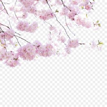 Cherry blossom Flower - Cherry blossom viewing 