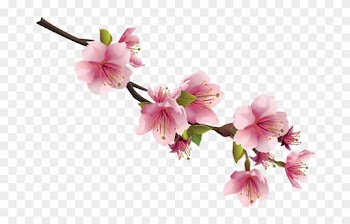 Cherry Blossom Flower Clip Art - Japanese Cherry Blossom