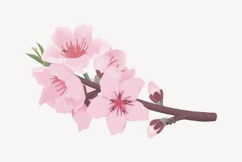 Cherry blossom flower clipart, botanical | Free PSD - rawpixel
