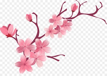 Cherry blossom Flower - sakura 