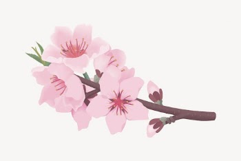 Cherry blossom flower sticker, botanical | Free Vector - rawpixel