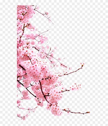 Cherry Blossom Flower - Transparent Cherry Blossom Png