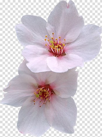 Cherry blossom Flower Zazzle, Peach flowers transparent background PNG clipart