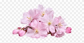 Cherry Blossom Has A Good Shrink Pores And Balance - Cherry Blossom Sakura Png