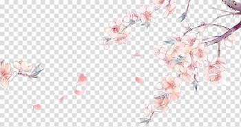 Cherry blossom illustration, China Chinese art Drawing Anime, Hand-painted cherry blossom flower-free material transparent background PNG clipart