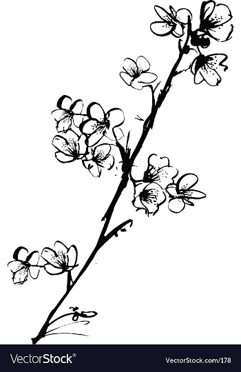 Cherry blossom ink illustration vector image