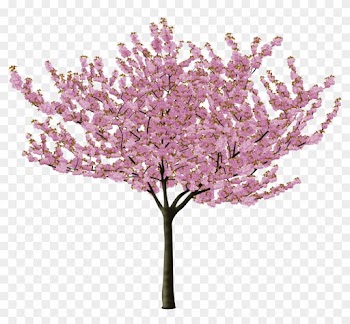 Cherry Blossom - Japanese Cherry Blossom Tree Vector
