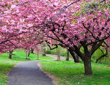 Cherry Blossom Path
