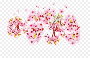 Cherry blossom Petal Cerasus - Pink cherry blossoms 