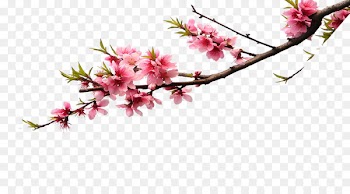 Cherry blossom Pink Flower bouquet Color - Pink peach branches 