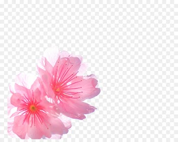 Cherry blossom Pink - Pink cherry blossoms 