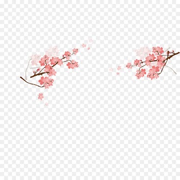 Cherry blossom Pink - Vector beautiful Japanese cherry blossoms 