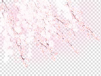 Cherry blossom, Romantic cherry flower pattern transparent background PNG clipart