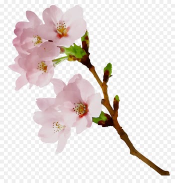 Cherry blossom Rose family ST.AU.150 MIN.V.UNC.NR AD Twig -  