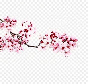 Cherry Blossom, Sakura Kinomoto, Cardcaptor Sakura Clear Card, Flower, Blossom PNG