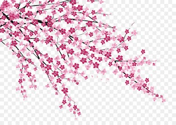 Cherry blossom Sakura no Hanabiratachi Wall painting - Cherry blossoms 
