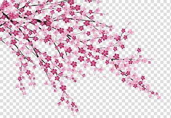 Cherry blossom Sakura no Hanabiratachi Wall painting, Cherry blossoms, of pink flowering tree transparent background PNG clipart