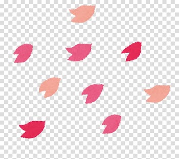 Cherry blossom Sendai Prunus pendula Hanami ライトアップ, cherry blossom transparent background PNG clipart