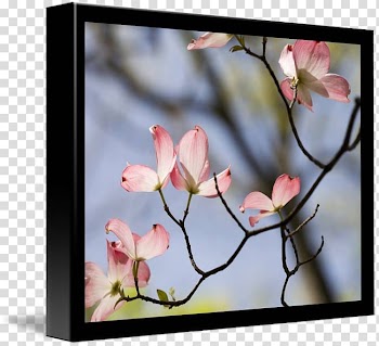Cherry blossom Spring Frames, glossy butterflys transparent background PNG clipart