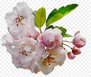 Cherry blossom ST.AU.150 MIN.V.UNC.NR AD Flowering plant Cherries -  