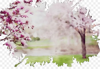 Cherry blossom ST.AU.150 MIN.V.UNC.NR AD Flowering plant Cherries -  