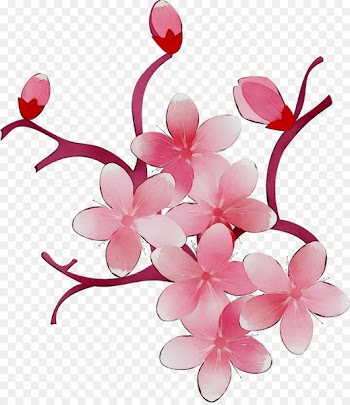 Cherry blossom ST.AU.150 MIN.V.UNC.NR AD Flowering plant Cherries -  