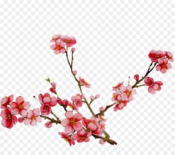 Cherry blossom ST.AU.150 MIN.V.UNC.NR AD Pink M Cherries -  