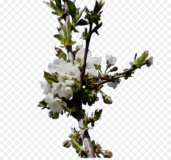 Cherry blossom ST.AU.150 MIN.V.UNC.NR AD Prunus Cherries -  