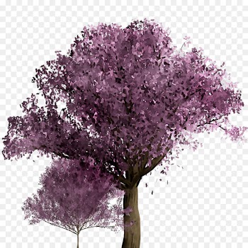 Cherry blossom ST.AU.150 MIN.V.UNC.NR AD Purple Cherries Shrub -  