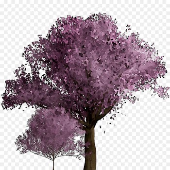 Cherry blossom ST.AU.150 MIN.V.UNC.NR AD Purple Cherries Shrub -  