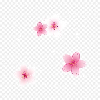 Cherry Blossom, Stau150 Minvuncnr Ad, Desktop Wallpaper, Pink, Petal PNG
