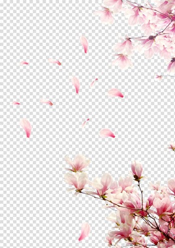 Cherry blossom template, Rose Cherry blossom, Cherry tree branches transparent background PNG clipart