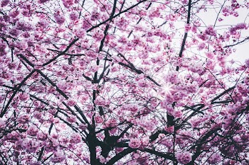 Cherry Blossom Tree