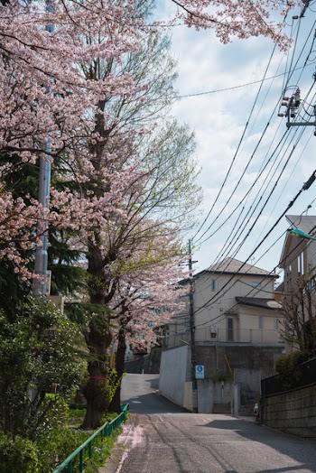 Cherry Blossom Tree Beside Road Photography
