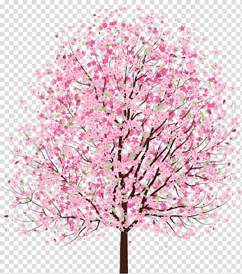 Cherry blossom Tree , cherry blossom transparent background PNG clipart