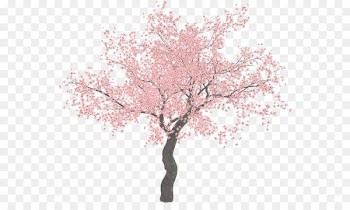Cherry blossom Tree Clip art - sakura tree 
