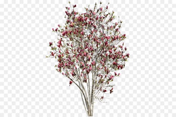 Cherry Blossom Tree Drawing png download - 456*600 - Free ...