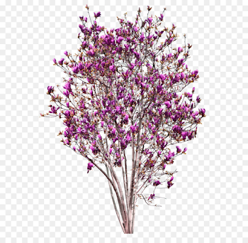 Cherry Blossom Tree png download - 773*1024 - Free Transparent ...