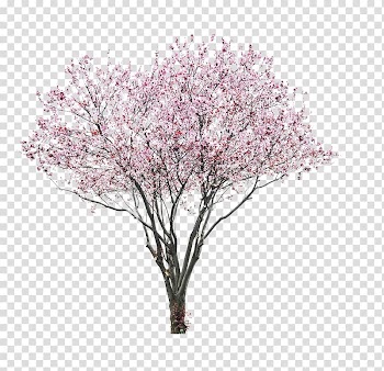 Cherry blossom tree, Prunus serrulata Cherry blossom, cherry blossom watercolor transparent background PNG clipart