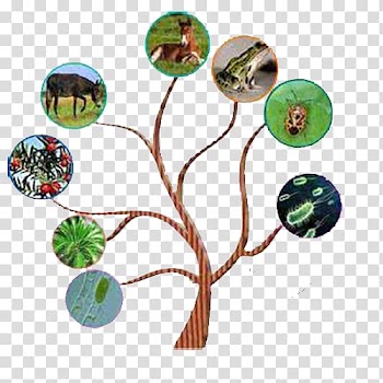 Cherry blossom Tree, tree of Life transparent background PNG clipart