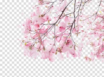 Cherry blossom tree, Watercolor painting Illustration, Cherry blossoms transparent background PNG clipart