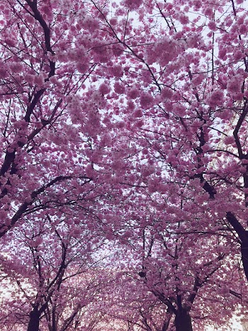 Cherry Blossom Trees