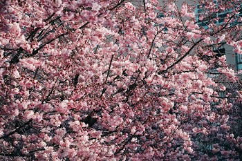 Cherry Blossom Trees