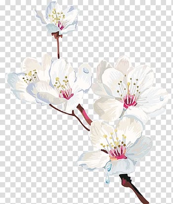 Cherry blossom Watercolor painting Flower, cherry blossom transparent background PNG clipart