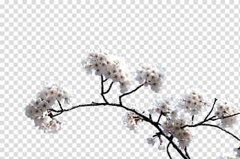 Cherry blossom, White cherry blossoms transparent background PNG clipart