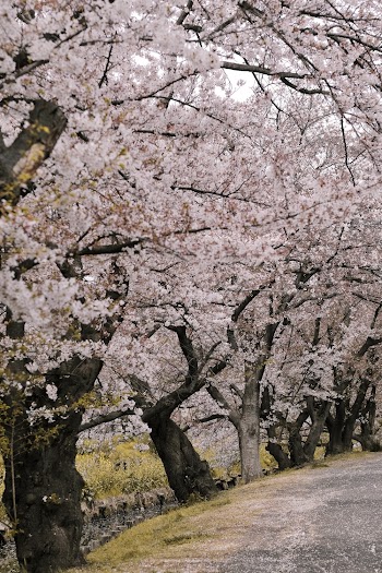 Cherry Blossoms