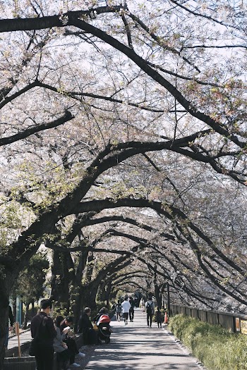 Cherry Blossoms