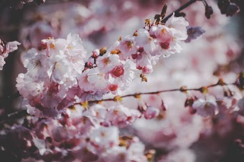 Cherry Blossoms
