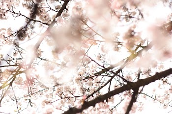 Cherry Blossoms